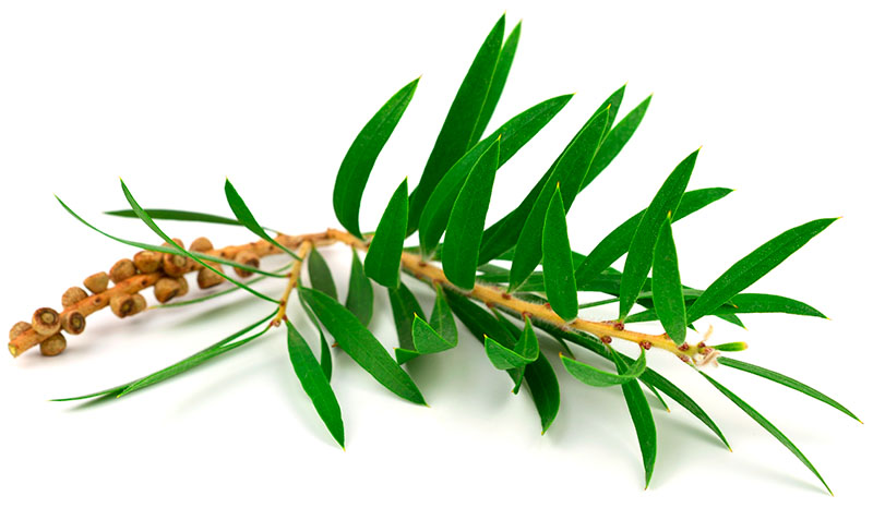 Citron tea tree-blade til æterisk citronteatreeolie