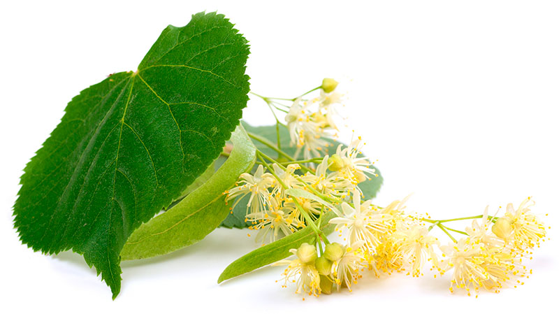 Lindeblomster til lindeblomstvand