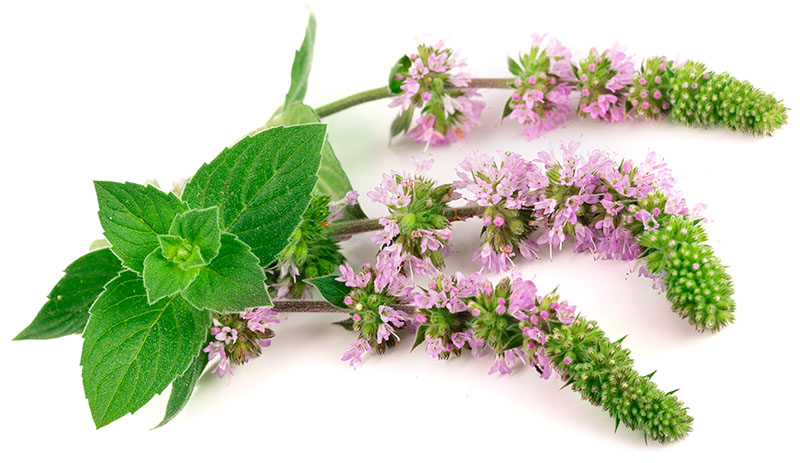 Pebermynte-blomster til pebermyntevand