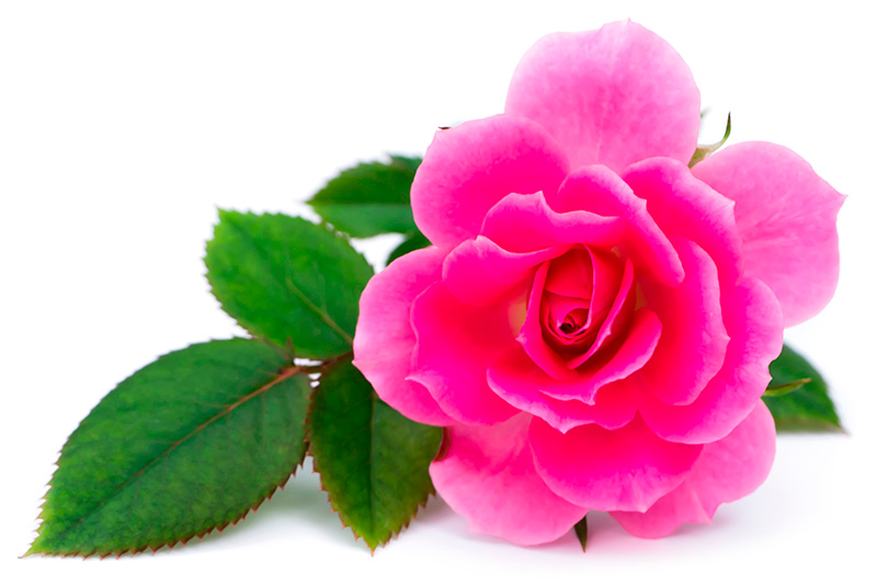 Roseblomst til rosenvand
