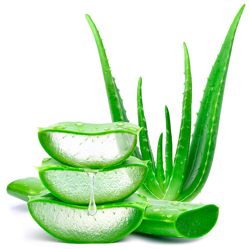 Aloe vera plante til frysetørret aloe vera-pulver