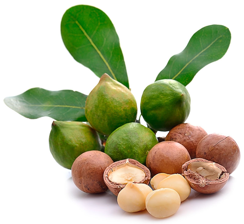 Macadamia-nødder til vegetabilsk macadamiaolie