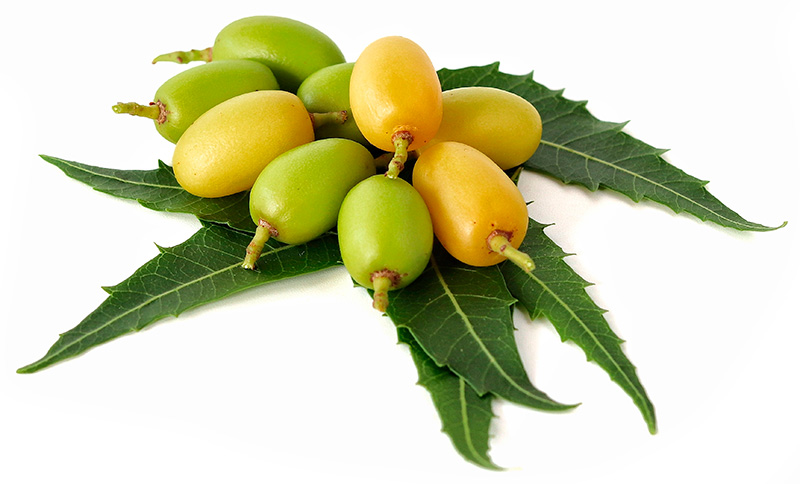 Neem-frugter til vegetabilsk neemolie